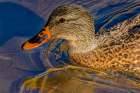 USA, Colorado, Fort Collins. Female American mallard duck in water. Art Print